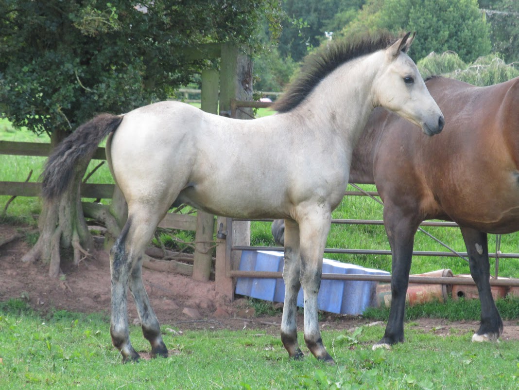 Quarter Horses for Sale at Wilden Quarter Horses, UK